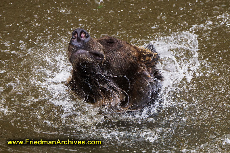 bear,bears,nature,wild,brown,wild,fuzzy,water,shaking,hairy,